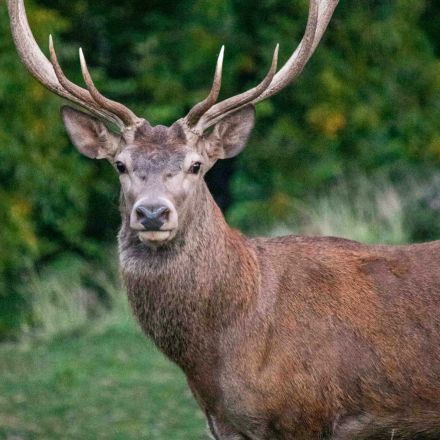 ace-capture-recommended-systems-animal-capture