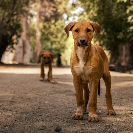 ace-capture-recommended-systems-animal-rescue