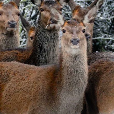 ace-capture-recommended-systems-deer