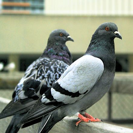 ace-capture-recommended-systems-pest-control