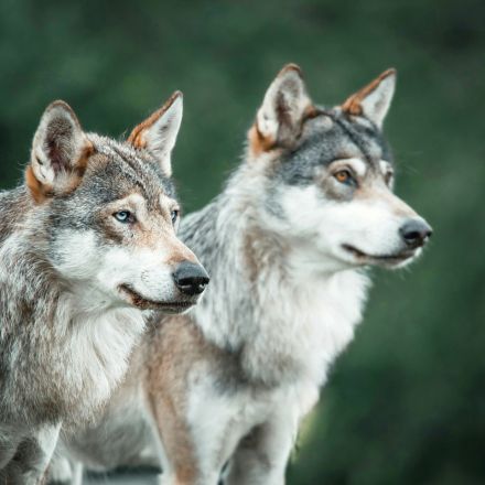 ace-capture-recommended-systems-predators